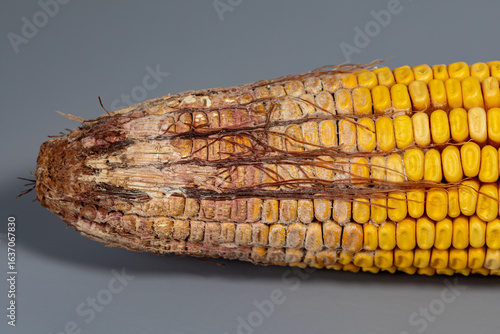 Gibberella ear rot on corn kernels. Fungus, mold, disease damage and prevention concept
