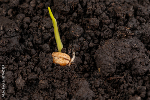 Closeup of wheat seed kernel germination in soil. Agriculture, agronomy and farming concept.