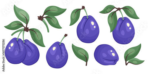 Set of blue Plums isolated. Collection of whole plums with green branches and leaves. Botanical template for packaging, design, print, fresh organic food clipart, eco product branding. Vector