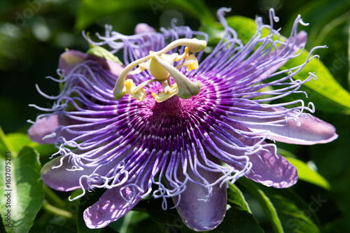passion flower in a bush