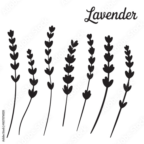 lavender stems with rounded buds monochrome botanical vector illustration minimal elegant linework aromatherapy spa