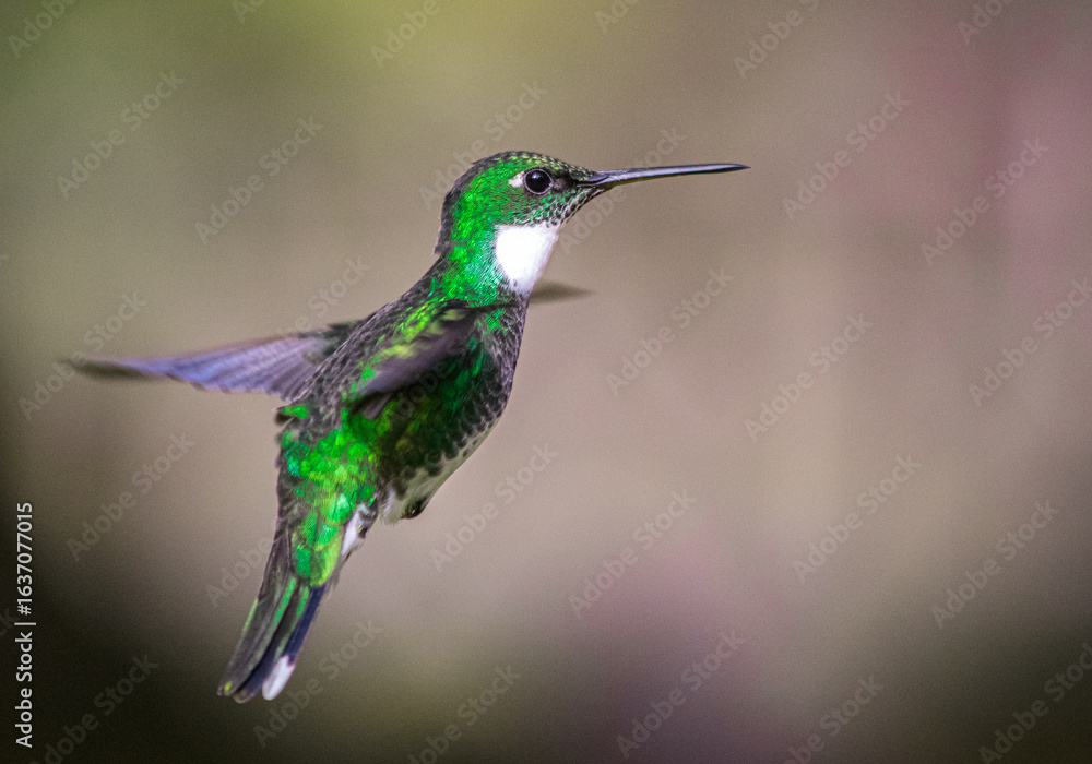 Fototapeta premium Flying White-throated Hummingbird portrait close up high quality macro photography in Tigre, Buenos Aires, Argentina (Leucochloris albicolis). Mid flight photo. 