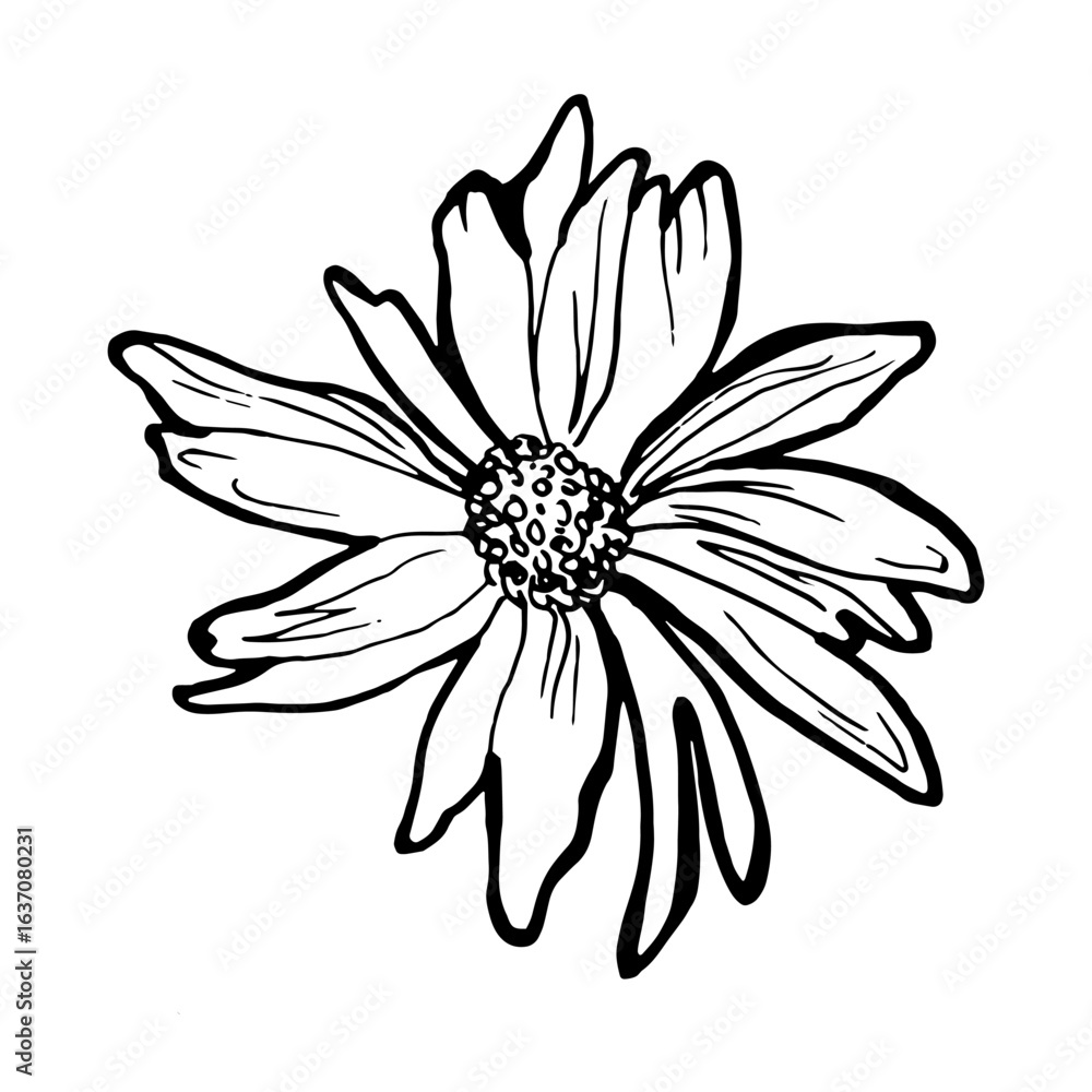Fototapeta premium Black and white summer flower of chamomile drawn by hand white isolated. Design element in freehand style for create greeting card, wedding invitation, package, fliers, fabric, textile.