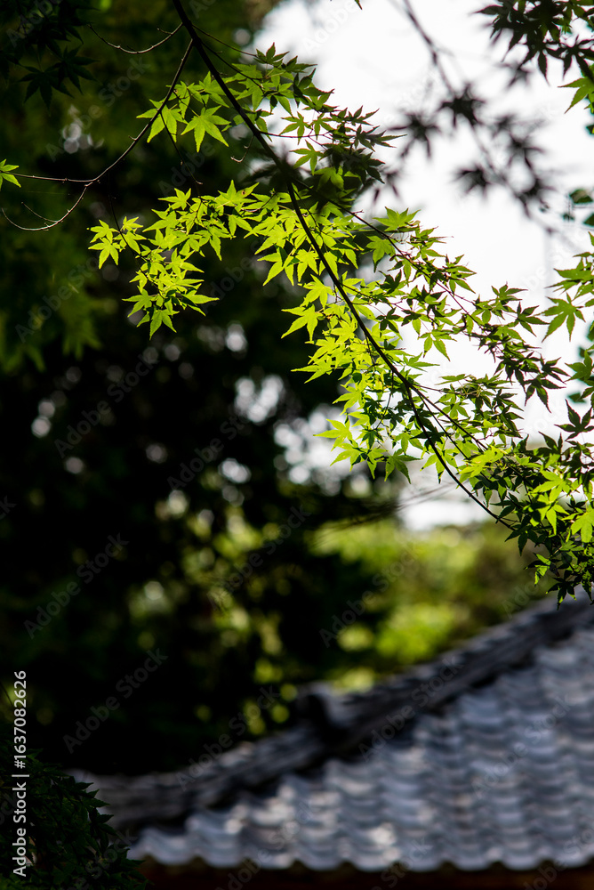 Fototapeta premium 鎌倉25717 浄智寺8 緑もみじ