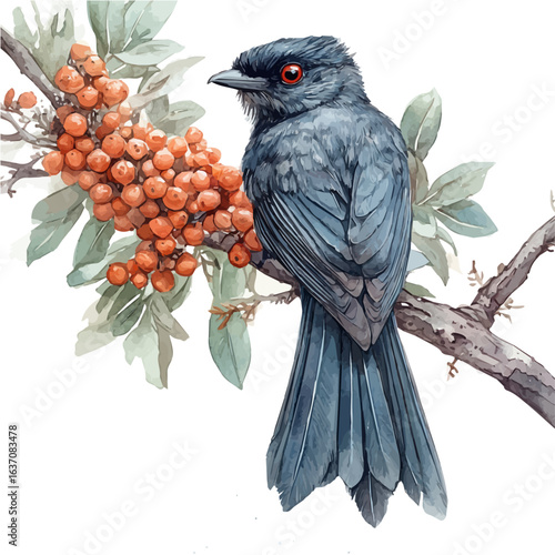 Bowerbird, watercolor illustration vector, isolated on a white background.