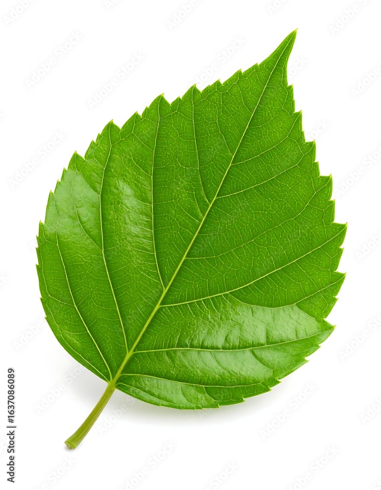 Obraz premium Close-up of a vibrant green leaf (7)