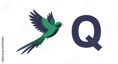 Vector Beautiful Flying Quetzal Bird Illustration for Children’s Alphabet Letter Q — Symbol of Guatemala