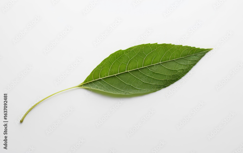 Fototapeta premium Vibrant Green Leaf with Intricate Veins in a Minimalist Diagonal Composition