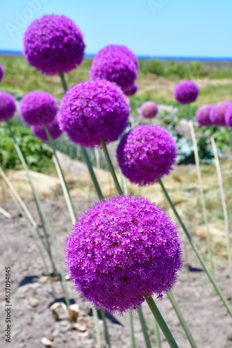 日本海とネギボウズ（新潟県）