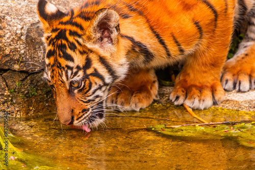 Sumatran tiger family with two little cubs