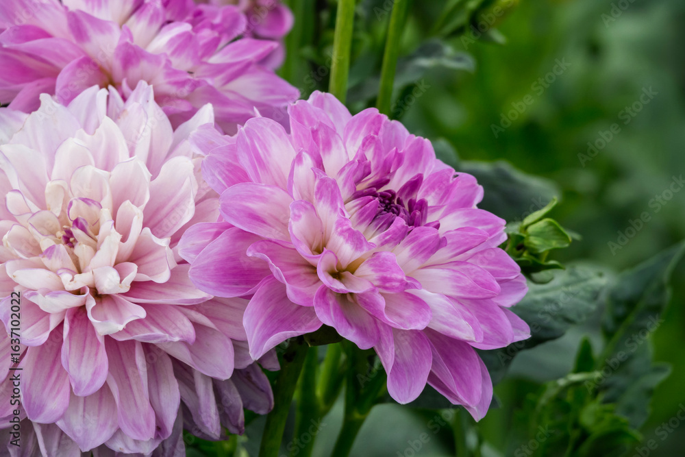Fototapeta premium Dahlien (Dahlia)