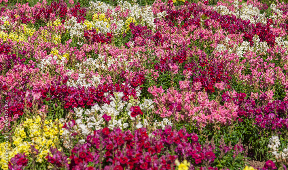 Naklejka premium Beet mit bunten Löwenmäulchen (Antirrhinum majus)
