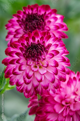 Dahlie (Dahlia), Sorte Little William