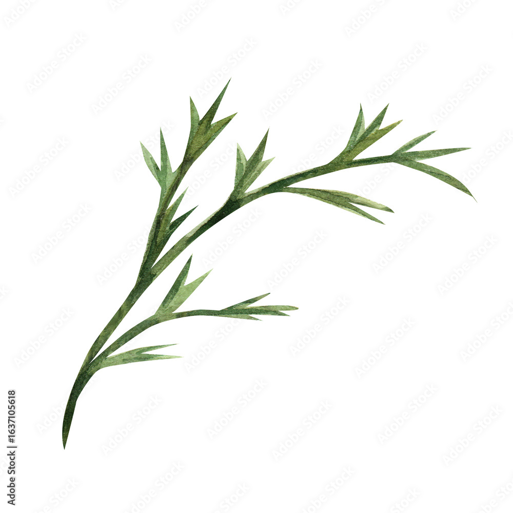 Fototapeta premium Watercolor green blade of grass, flower, bush. Botanical illustration of the green part of the plant. Isolated on a white background, clip art