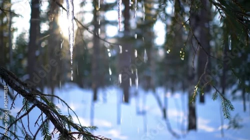 Winter Forest Melting: Icicles Drip In Sunlight On Evergreen Branches