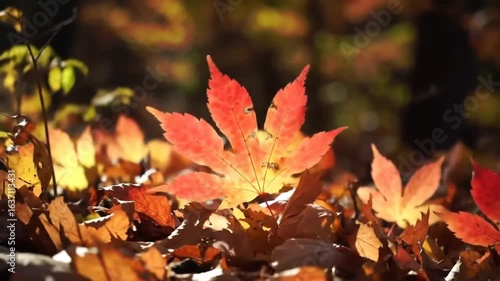 Falling Leaves Displaying Fiery Autumnal Colors, a Natural Seasonal Concept