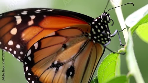 Monarch Butterfly On Green Leaves Captivating Natural Beauty