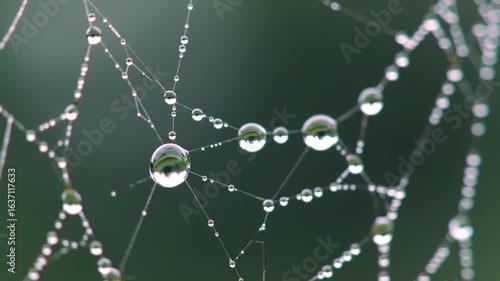 Dewy Webs Illuminate Morning: Intricate Nature Connection and Reflection
