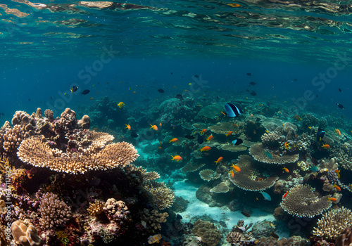 Wallpaper Mural Vibrant coral reef teeming with colorful tropical fish underwater, a breathtaking glimpse of ocean life. Torontodigital.ca