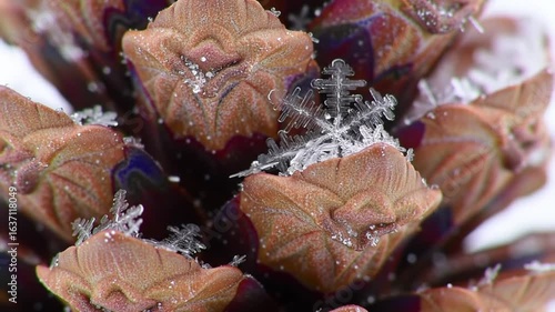 Winter's Intricate Embrace; Snowflake Resting On A Pinecone Petals