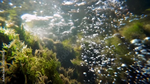 Bubbles And Flora Underwater, Tranquil Aquatic Scene With Natural Light