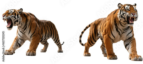 トラ　動物　生物