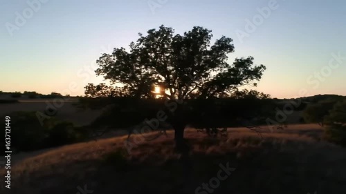 Solitary Oak Tree Silhouette Against Gentle Horizon at Sunset Serenity