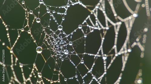 Delicate Webbing Adorned With Glistening Dewdrops At Daybreak