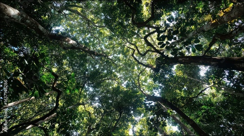 Lush forest canopy viewed from below.  Dense foliage and tall trees form a vibrant green ceiling. Sunlight filters through the leaves