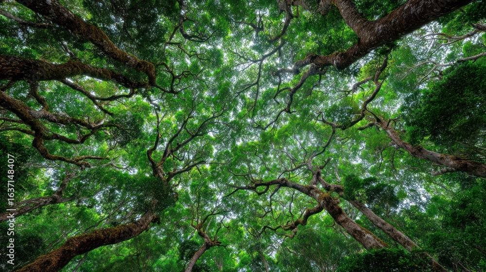 Fototapeta premium Lush canopy of trees, viewed from below