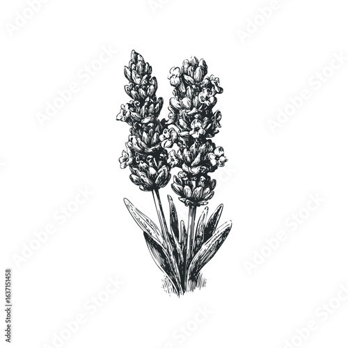 Detailed ink drawing of fragrant lavender sprigs with leaves