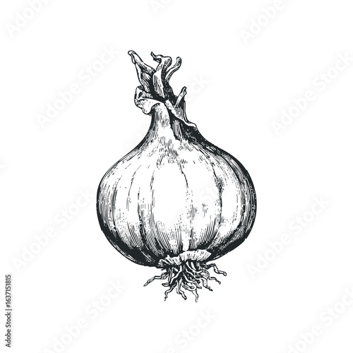 Sketch of a Single Onion Bulb with Roots and Stem