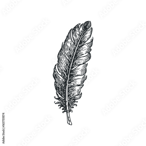 Detailed black and white sketch of a single feather with intricate lines