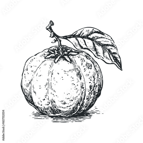 Detailed sketch of a ripe orange with a single leaf attached