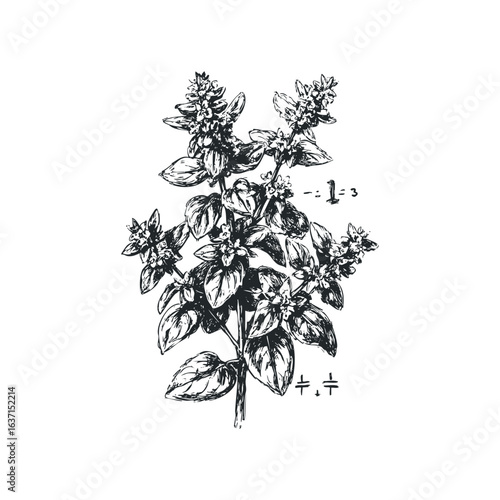 Hand Drawn Sketch of Blooming Basil Plant with Scientific Notation