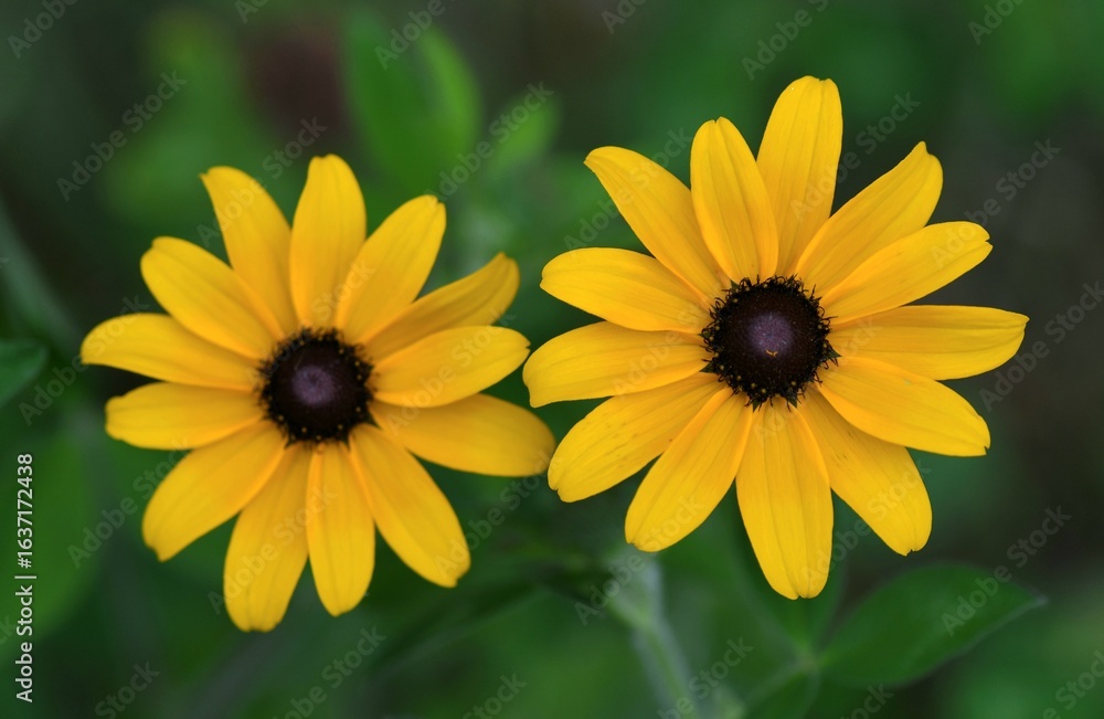 Obraz premium Black eyed susan flowers