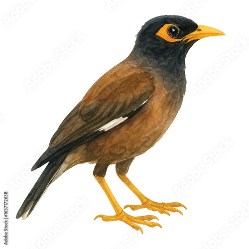 Watercolor Common Myna Bird on Transparent Background