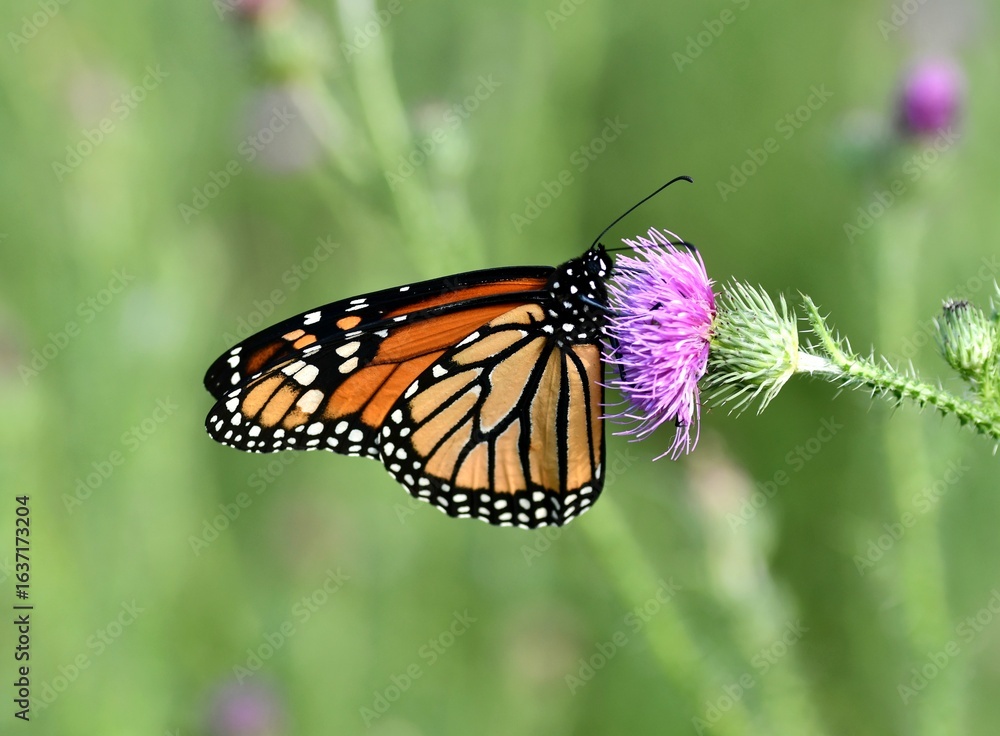 Fototapeta premium Monarch butterfly on flower
