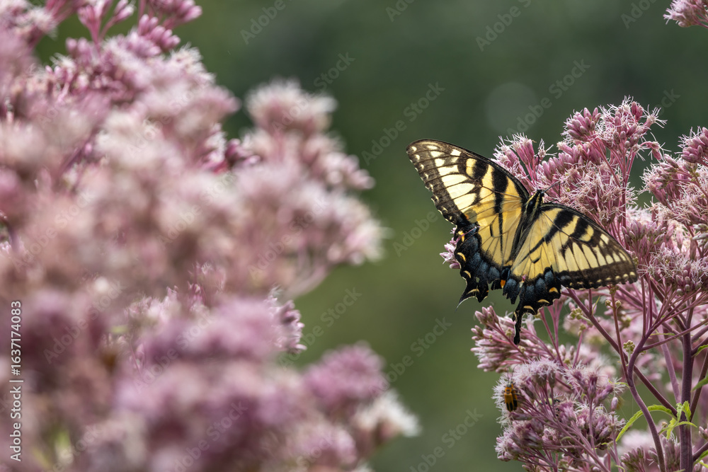 Obraz premium Close up view of a female eastern tiger swallowtail butterfly (papilio glaucus) feeding on a Joe-Pye wildflower, with defocused background