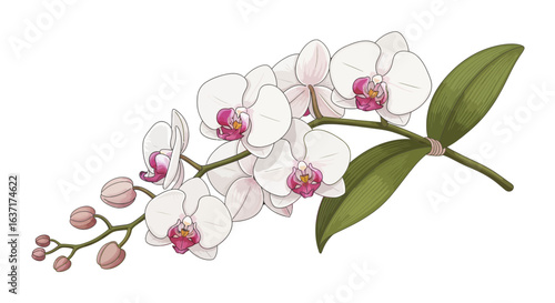 Elegant sprig of Phalaenopsis orchid blossoms with unopened buds