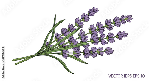 Elegant vector illustration of delicate lavender flowers bouquet isolated