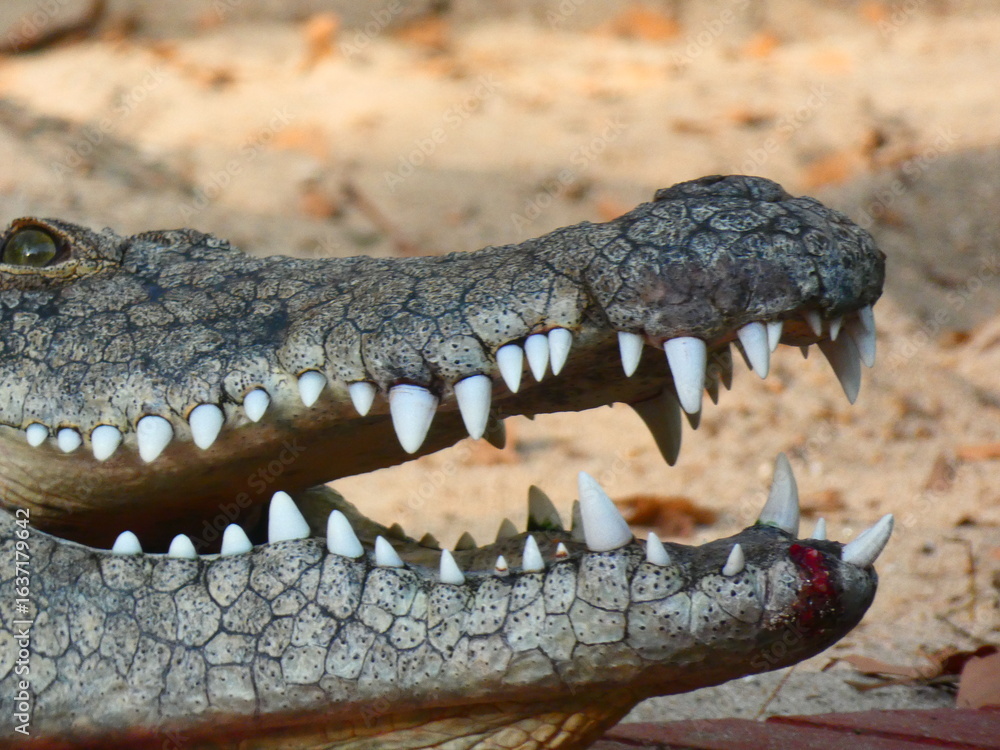 Obraz premium crocodile with mouth open