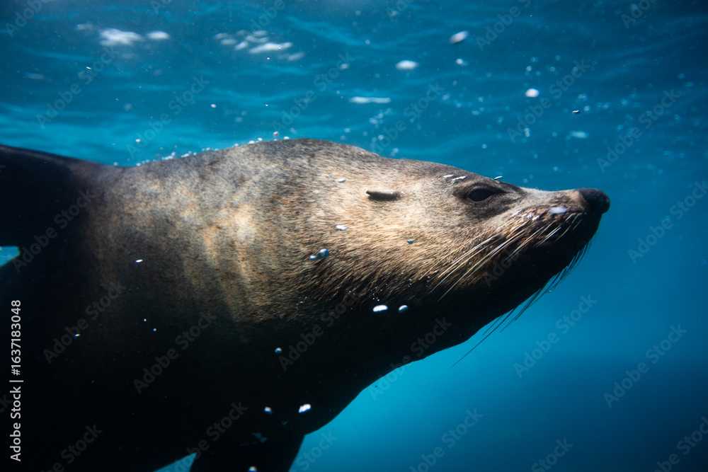 Fototapeta premium Close-up portrait of a large Australian fur seal bull posing in the light below the ocean’s surface. Captured in the blue waters surrounding Montague Island on the East Coast of Australia.