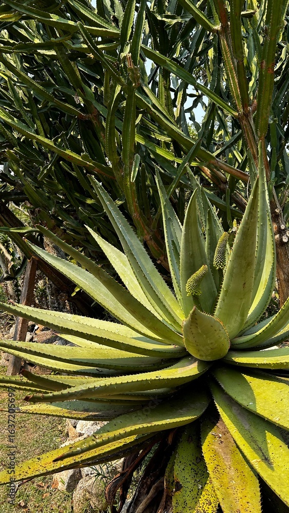 Fototapeta premium aloe vera plant