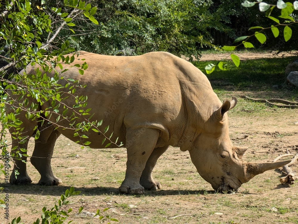 Obraz premium White Rhinoceros, Seoul, South Korea