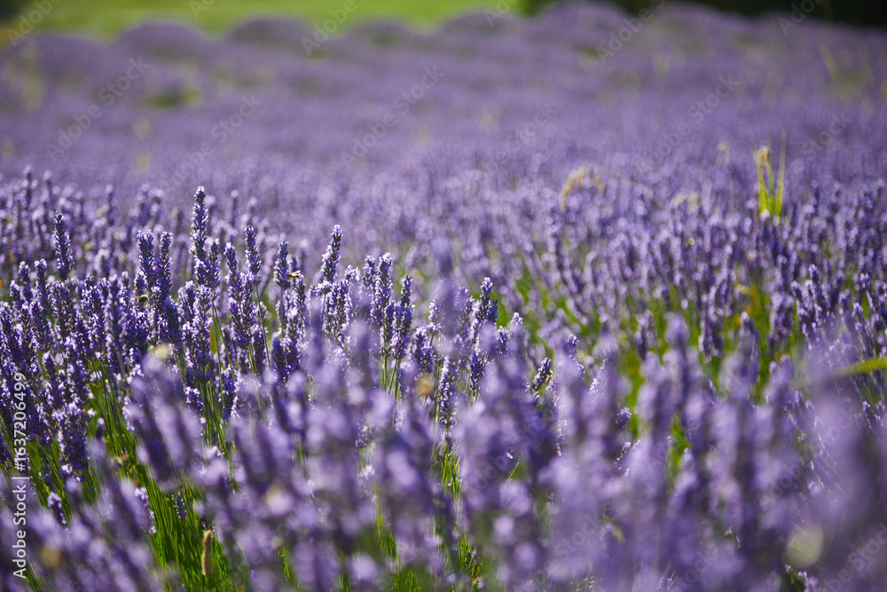 Fototapeta premium field of lavender