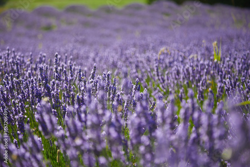 field of lavender