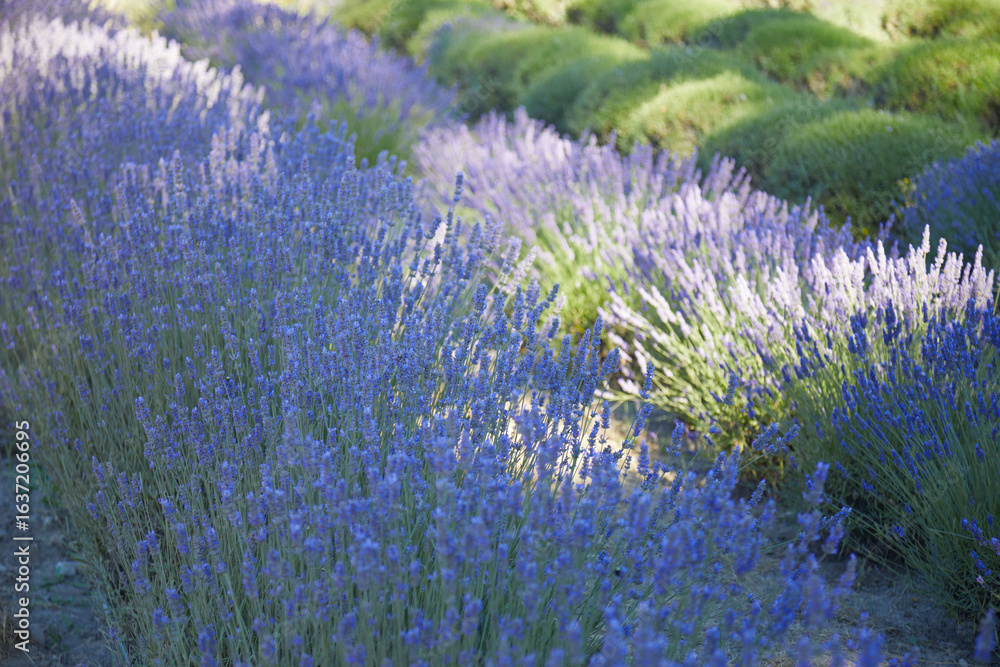 Obraz premium lavender flowers in the garden