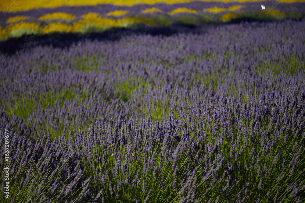Fototapeta premium field of lavender