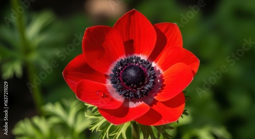 Vibrant Scarlet Anemone Blossom in Natural Light Close-up Photography